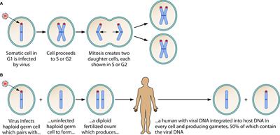 Human Herpesviruses 6A and 6B in Reproductive Diseases